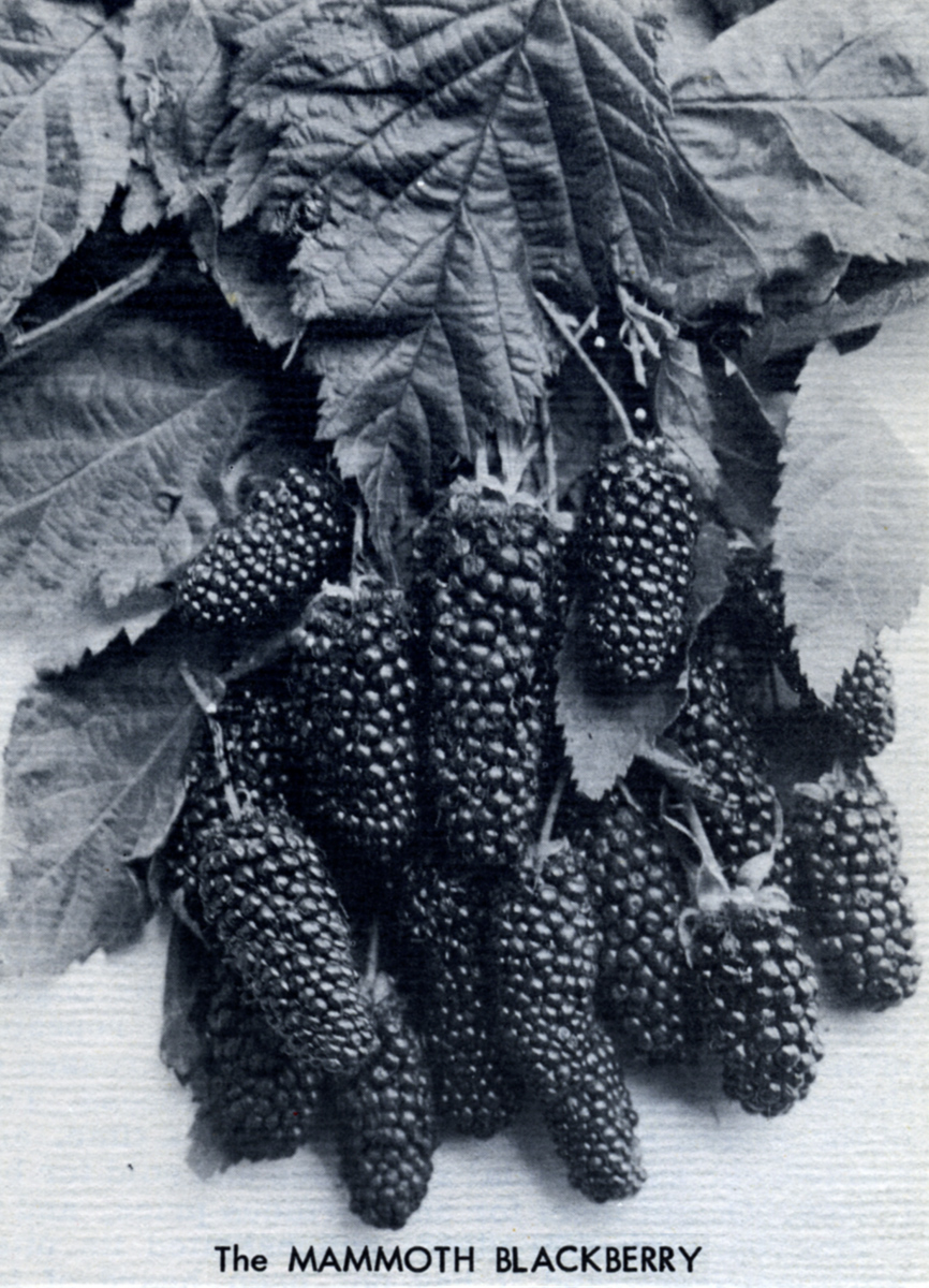 Mammoth Blackberries